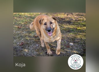Koja 200008 sucht ein zu Hause