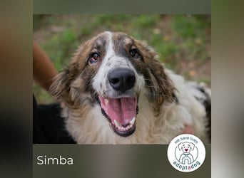Simba 231846 sucht ein zu Hause
