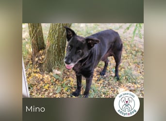 Mino – starker, treuer Rüde sucht liebevolles Zuhause