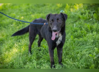 Comet sucht ein Zuhause