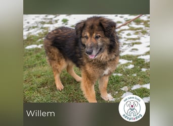 Willem 2059422 sucht ein zu Hause