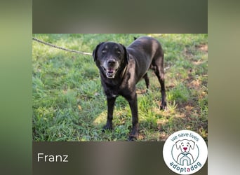 Franz 756004 sucht ein zu Hause
