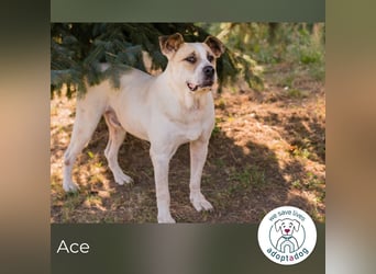Ace: Ein Herz so groß wie er