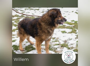 Willem 2059422 sucht ein zu Hause