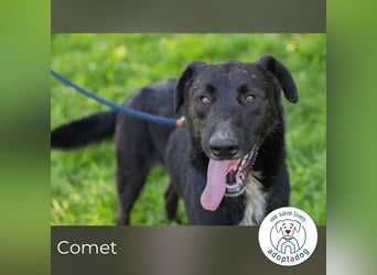 Comet sucht ein Zuhause