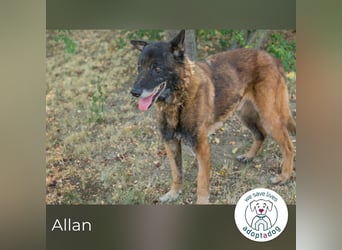 Allan sucht ein Zuhause