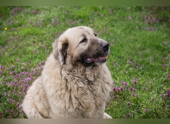 Chip 142970 sucht ein Zuhause