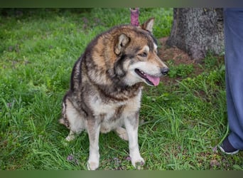 Ambro sucht ein Zuhause