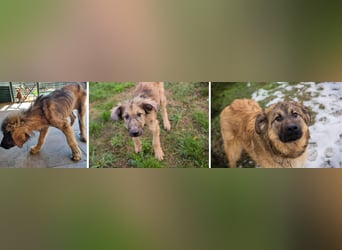 Joe: Fröhlicher, verspielter Riese