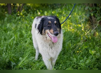 Betsy sucht ein Zuhause