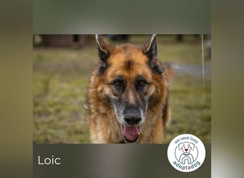 Loic: Dein Partner mit der grauen Schnauze