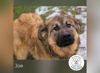 Joe: Fröhlicher, verspielter Riese