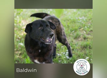 Baldwin sucht ein Zuhause