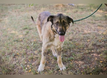Chip 264380 sucht ein Zuhause