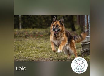 Loic: Dein Partner mit der grauen Schnauze