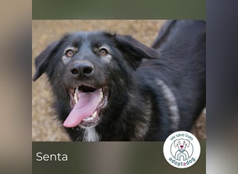 Senta: Neugierig und voller Lebensfreude