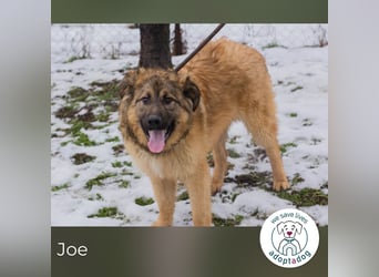 Joe: Fröhlicher, verspielter Riese