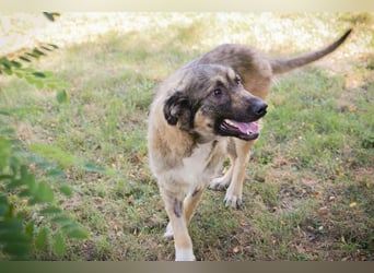 Chip 264380 sucht ein Zuhause