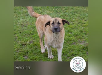 Serina 256413 sucht ein zu Hause
