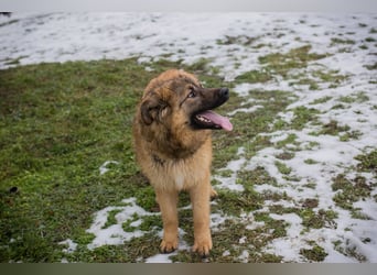 Joe: Fröhlicher, verspielter Riese