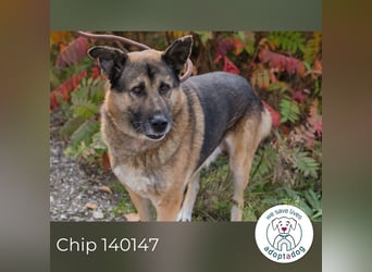 Chip 140147 sucht ein zu Hause