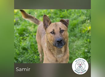 Samir sucht ein Zuhause