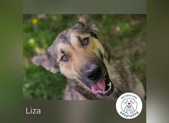Liza sucht ein Zuhause