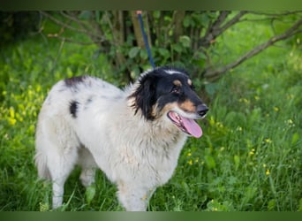 Betsy sucht ein Zuhause