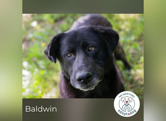 Baldwin sucht ein Zuhause