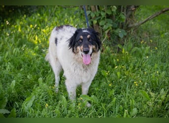 Betsy sucht ein Zuhause