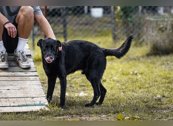 Mino – starker, treuer Rüde sucht liebevolles Zuhause
