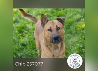 Chip 257077 sucht ein Zuhause