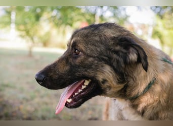 Chip 264380 sucht ein Zuhause