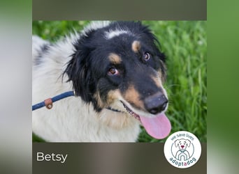 Betsy sucht ein Zuhause