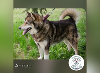 Ambro sucht ein Zuhause