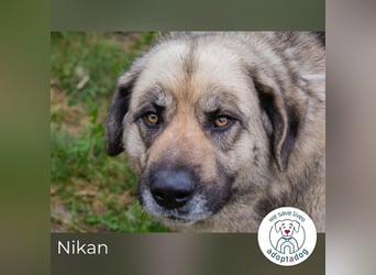 Nikan: Zum ersten Mal frei