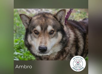 Ambro sucht ein Zuhause