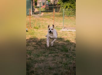 Ace: Ein Herz so groß wie er