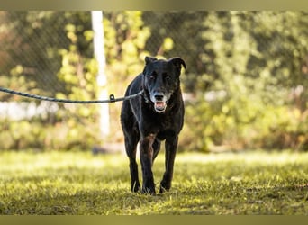 Mino – starker, treuer Rüde sucht liebevolles Zuhause