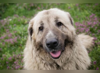 Chip 142970 sucht ein Zuhause