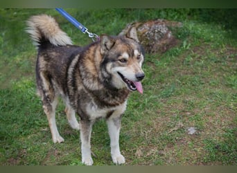 Ambro sucht ein Zuhause