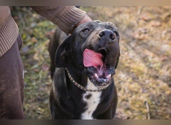 Piper: verdient eine zweite Chance