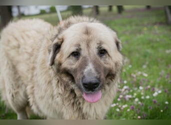 Chip 142970 sucht ein Zuhause