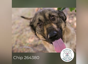Chip 264380 sucht ein Zuhause