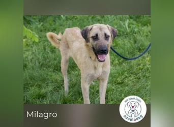 Milagro sucht ein Zuhause