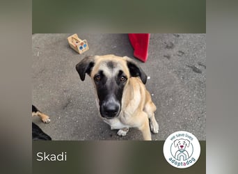 Skadi II 284176 sucht ein zu Hause