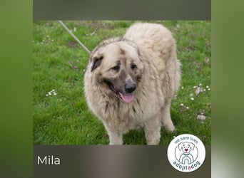 Mila sucht ein Zuhause