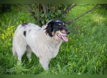 Betsy sucht ein Zuhause