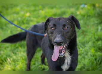 Comet sucht ein Zuhause
