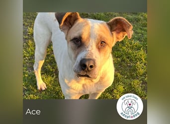 Ace: Ein Herz so groß wie er